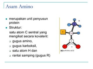 Asam Amino
 merupakan unit penyusun
protein
 Struktur:
satu atom C sentral yang
mengikat secara kovalent:
 gugus amino,
 gugus karboksil,
 satu atom H dan
 rantai samping (gugus R)
 