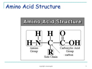 6
Amino Acid Structure
copyright cmassengale
 