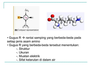 • Gugus R  rantai samping yang berbeda-beda pada
setiap jenis asam amino
• Gugus R yang berbeda-beda tersebut menentukan:
-. Struktur
-. Ukuran
-. Muatan elektrik
-. Sifat kelarutan di dalam air
 