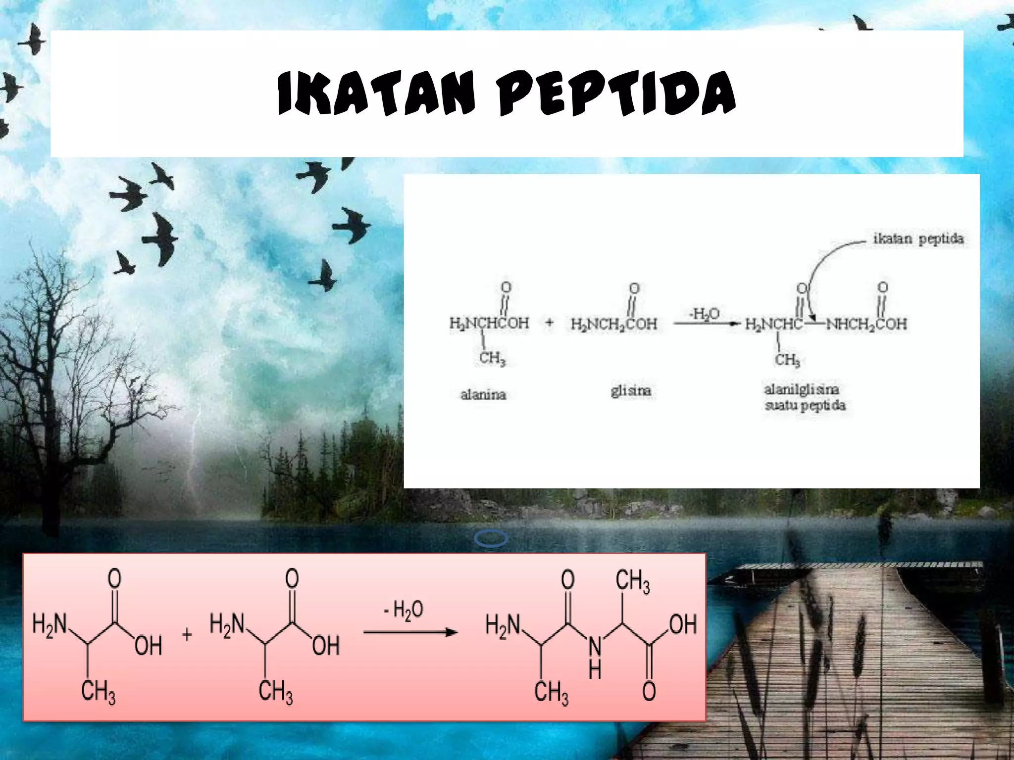 IKATAN PEPTIDA

 