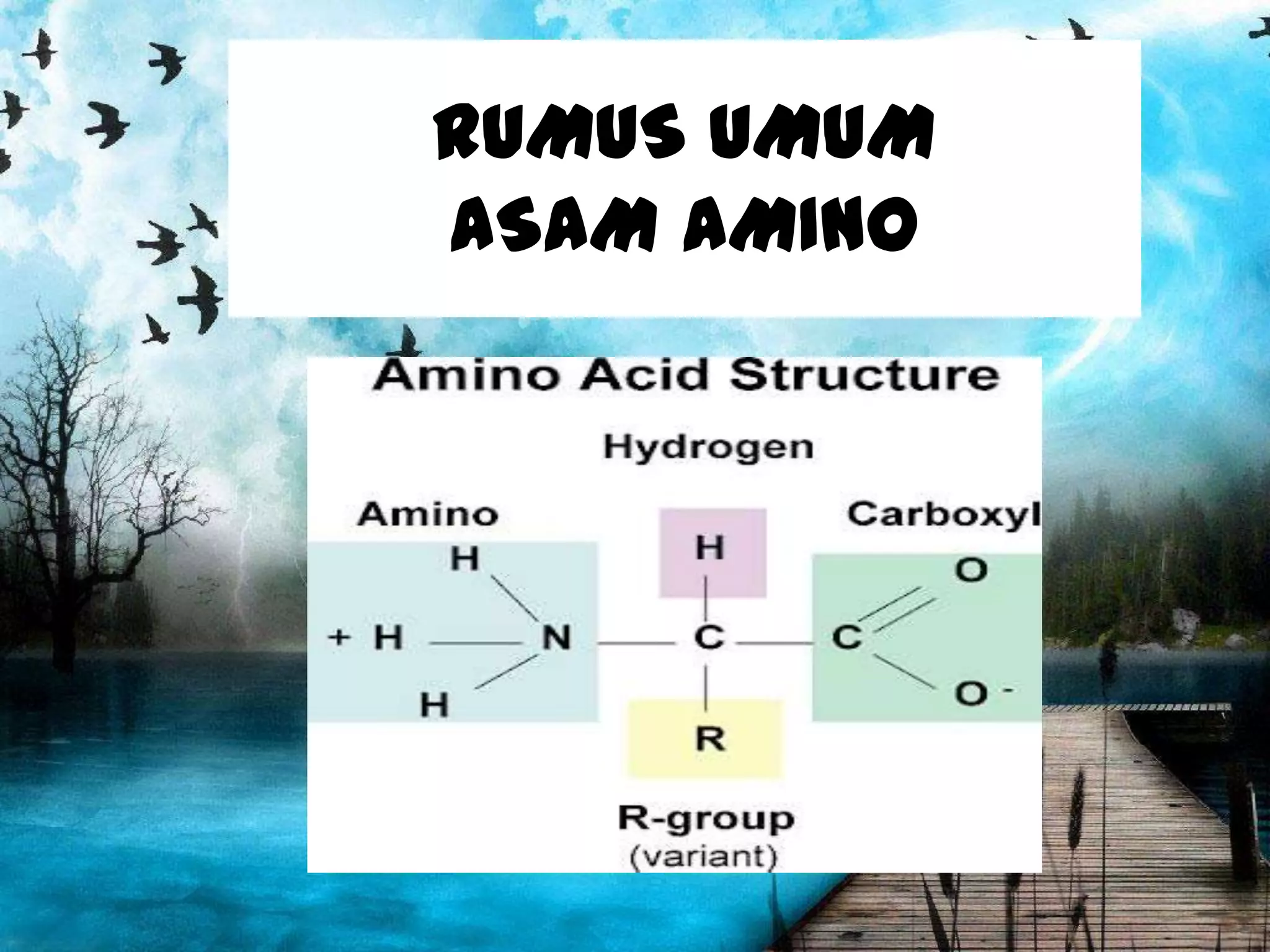 RUMUS UMUM
ASAM AMINO

 