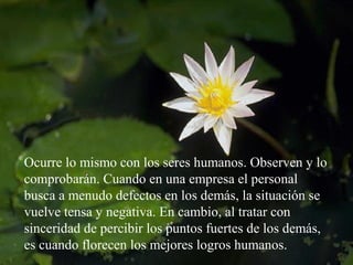 Ocurre lo mismo con los seres humanos. Observen y lo
comprobarán. Cuando en una empresa el personal
busca a menudo defectos en los demás, la situación se
vuelve tensa y negativa. En cambio, al tratar con
sinceridad de percibir los puntos fuertes de los demás,
es cuando florecen los mejores logros humanos.
 