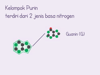 Kelompok Purin
terdiri dari 2 jenis basa nitrogen

                             Guanin (G)
 