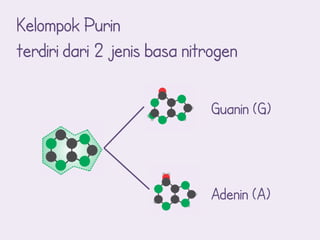 Kelompok Purin
terdiri dari 2 jenis basa nitrogen

                             Guanin (G)



                             Adenin (A)
 
