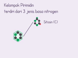 Kelompok Pirimidin
terdiri dari 3 jenis basa nitrogen

                        Sitosin (C)
 