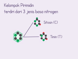 Kelompok Pirimidin
terdiri dari 3 jenis basa nitrogen

                        Sitosin (C)


                             Timin (T)
 