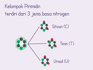 Kelompok Pirimidin
terdiri dari 3 jenis basa nitrogen

                        Sitosin (C)


                             Timin (T)


                         Urasil (U)
 
