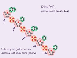 Kalau DNA,
                                    gulanya adalah deoksiribosa




Gula yang menjadi komponen
asam nukleat selalu sama jenisnya
 