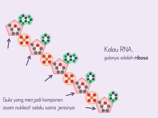 Kalau RNA,
                                    gulanya adalah ribosa




Gula yang menjadi komponen
asam nukleat selalu sama jenisnya
 