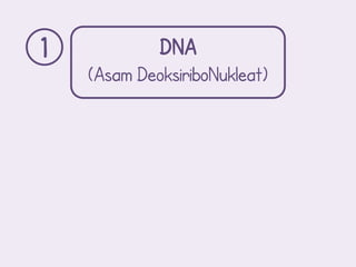 1            DNA
    (Asam DeoksiriboNukleat)
 