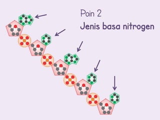 Poin 2
Jenis basa nitrogen
 