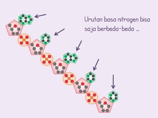 Urutan basa nitrogen bisa
saja berbeda-beda …
 