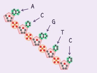 A
    C
        G
            T
                C
 