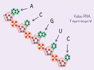 A
    C               Kalau RNA,
        G       T diganti dengan U

            U
                C
 