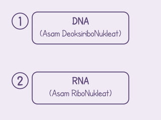 1            DNA
    (Asam DeoksiriboNukleat)



2            RNA
      (Asam RiboNukleat)
 