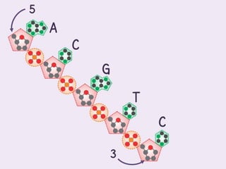 5
    A
        C
            G
                    T
                        C

                3
 