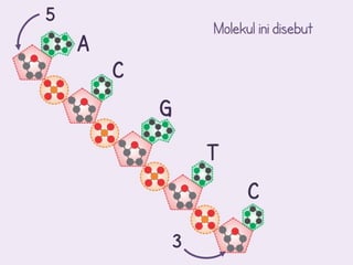 5
                    Molekul ini disebut
    A
        C
            G
                    T
                          C

                3
 