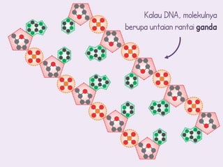 Kalau DNA, molekulnya
berupa untaian rantai ganda
 