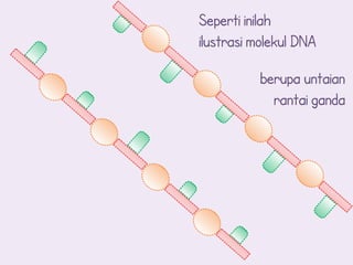 Seperti inilah
ilustrasi molekul DNA

          berupa untaian
            rantai ganda
 