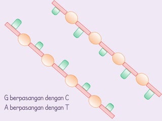 G berpasangan dengan C
A berpasangan dengan T
 