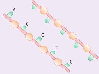 A

    C

        G

            T

                C
 