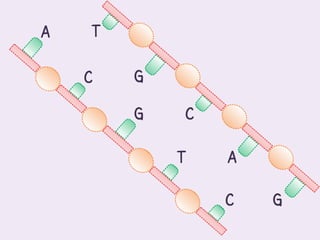 A   T

    C   G

        G   C

            T   A

                C   G
 