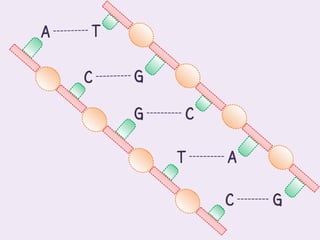 A   T

    C   G

        G   C

            T   A

                C   G
 