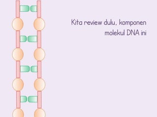 Kita review dulu, komponen
            molekul DNA ini
 