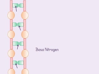 Basa Nitrogen
 