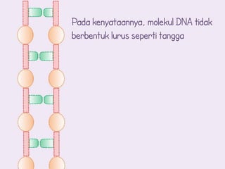 Pada kenyataannya, molekul DNA tidak
berbentuk lurus seperti tangga
 