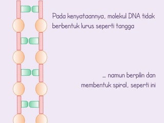 Pada kenyataannya, molekul DNA tidak
berbentuk lurus seperti tangga




                … namun berpilin dan
          membentuk spiral, seperti ini
 