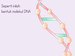 Seperti inilah
bentuk molekul DNA
 