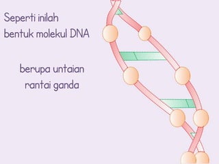 Seperti inilah
bentuk molekul DNA

   berupa untaian
    rantai ganda
 