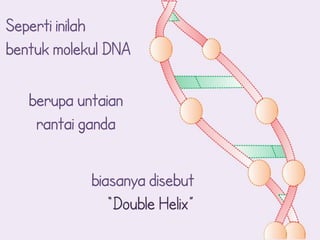 Seperti inilah
bentuk molekul DNA

   berupa untaian
    rantai ganda

            biasanya disebut
               “Double Helix”
 