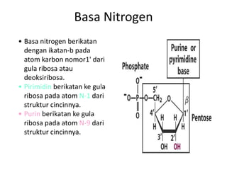Asam nukleat | PPTX