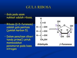 Asam nukleat 6 | PPT
