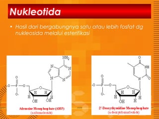 Nukleotida
• Hasil dari bergabungnya satu atau lebih fosfat dg
nukleosida melalui esterifikasi

 