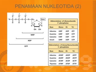 PENAMAAN NUKLEOTIDA (2)

 