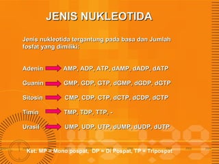 JENIS NUKLEOTIDA
Jenis nukleotida tergantung pada basa dan Jumlah
fosfat yang dimiliki:
Adenin

AMP, ADP, ATP, dAMP, dADP, dATP

Guanin

GMP, GDP, GTP, dGMP, dGDP, dGTP

Sitosin

CMP, CDP, CTP, dCTP, dCDP, dCTP

Timin

TMP, TDP, TTP, -

Urasil

UMP, UDP, UTP, dUMP, dUDP, dUTP

Ket: MP = Mono pospat, DP = Di Pospat, TP = Tripospat

 