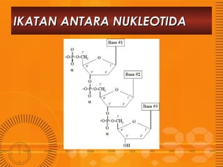 IKATAN ANTARA NUKLEOTIDA

 