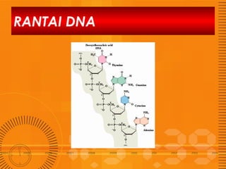 RANTAI DNA

 