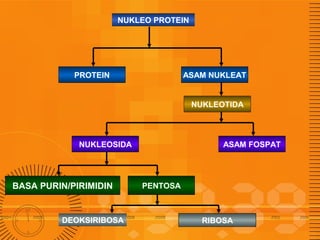 NUKLEO PROTEIN

PROTEIN

ASAM NUKLEAT

NUKLEOTIDA

NUKLEOSIDA

BASA PURIN/PIRIMIDIN

DEOKSIRIBOSA

ASAM FOSPAT

PENTOSA

RIBOSA

 