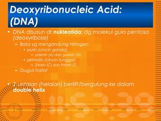 Deoxyribonucleic Acid:
(DNA)
• DNA disusun dr nukleotida: dg molekul gula pentosa
(deoxyribose)
– Basa yg mengandung Nitrogen
• purin (cincin ganda)
– adenin (A) dan guanin (G)

• pirimidin (cincin tunggal)
– Sitosin (C) dan thimin (T)

– Gugus fosfat

• 2 untaian (helaian) berlilit/bergulung ke dalam
double helix

 