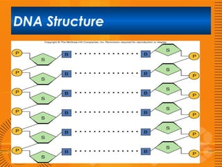 DNA Structure

 