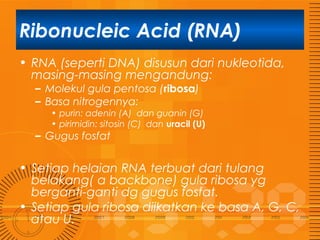 Ribonucleic Acid (RNA)
• RNA (seperti DNA) disusun dari nukleotida,
masing-masing mengandung:
– Molekul gula pentosa (ribosa)
– Basa nitrogennya:

• purin: adenin (A) dan guanin (G)
• pirimidin: sitosin (C) dan uracil (U)

– Gugus fosfat

• Setiap helaian RNA terbuat dari tulang
belakang( a backbone) gula ribosa yg
berganti-ganti dg gugus fosfat.
• Setiap gula ribosa diikatkan ke basa A, G, C,
atau U.

 