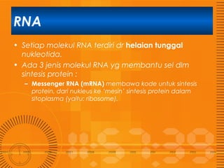 RNA
• Setiap molekul RNA terdiri dr helaian tunggal
nukleotida.
• Ada 3 jenis molekul RNA yg membantu sel dlm
sintesis protein :
– Messenger RNA (mRNA) membawa kode untuk sintesis
protein, dari nukleus ke ‘mesin’ sintesis protein dalam
sitoplasma (yaitu: ribosome).

 