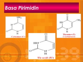 Basa Pirimidin

 