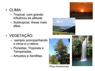 CLIMA: Tropical, com grande influência da altitude. Subtropical, Áreas mais altas. VEGETAÇÃO: sempre acompanhando o clima e o relevo. Florestas: Tropicais e Temperadas. Arbustos e Xerófitas. Pinus hondurensis 