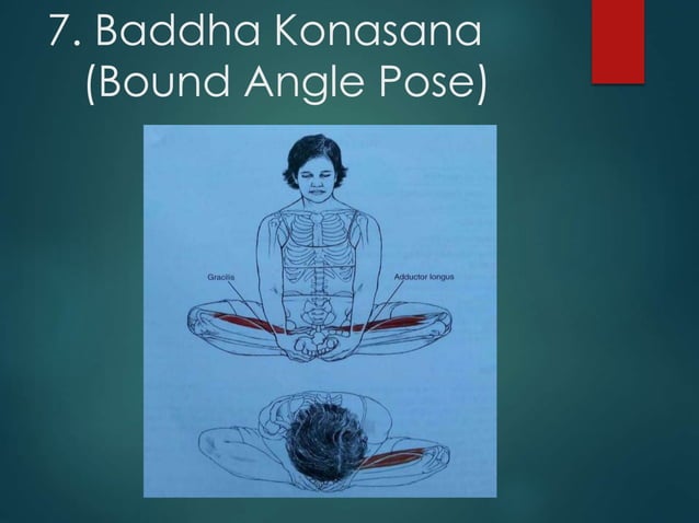 Asana anatomy | PPT