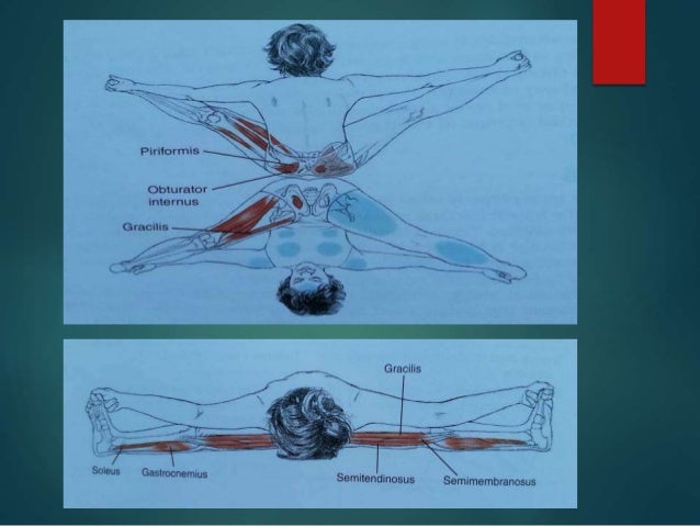 12+ Kurmasana Anatomy 12+ Kurmasana Anatomy